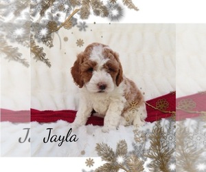 Goldendoodle (Miniature) Puppy for sale in GREENBANK, PA, USA