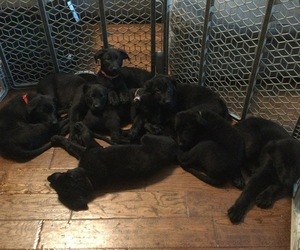 Shepradors Puppy for sale in MCKINNEY, TX, USA