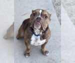 Small #9 American Bulldog Mix