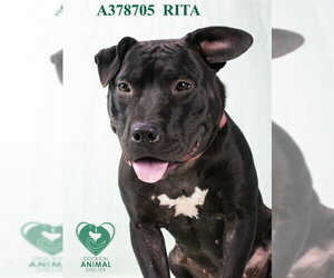 Mutt Dogs for adoption in Stockton, CA, USA