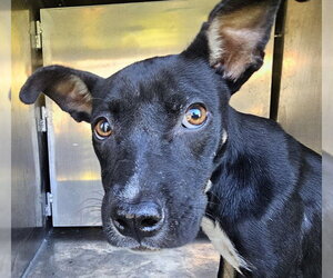 American Pit Bull Terrier-Unknown Mix Dogs for adoption in Pasadena, TX, USA