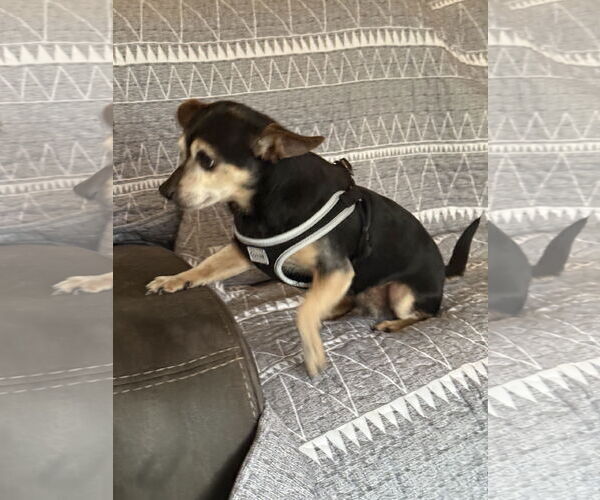 Medium Photo #2 Chihuahua-Unknown Mix Puppy For Sale in Middlesex, NC, USA