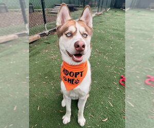 Siberian Husky Dogs for adoption in Fremont, CA, USA