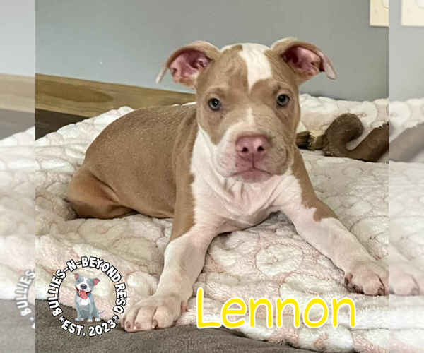 Medium Photo #12 Staffordshire Bull Terrier-Unknown Mix Puppy For Sale in Omaha, NE, USA