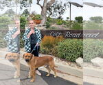 Small #3 Mastiff-Rhodesian Ridgeback Mix
