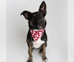 Small #4 American Pit Bull Terrier-German Shepherd Dog Mix