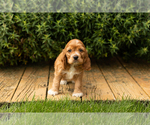 Small #10 Cocker Spaniel