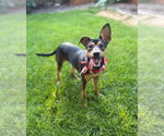 Small #6 Miniature Pinscher-Whippet Mix
