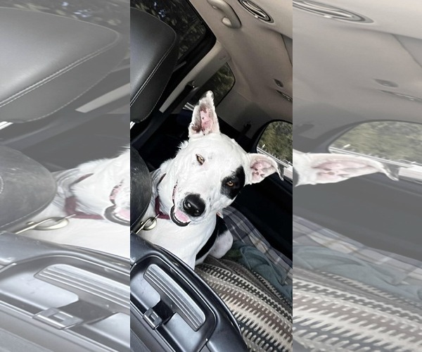 Medium Photo #2 Bull Terrier-Unknown Mix Puppy For Sale in Dallas, TX, USA