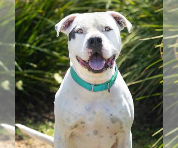 Medium Photo #2 Mutt Puppy For Sale in Camarillo, CA, USA
