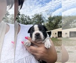 Small #5 Boston Terrier