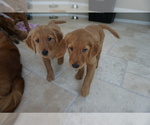 Small Photo #4 Golden Retriever Puppy For Sale in SANTA CLARITA, CA, USA