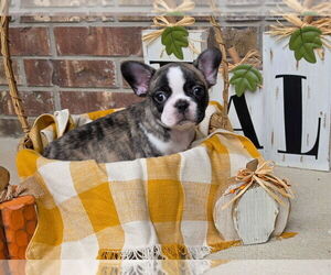 French Bulldog Puppy for sale in SAN ANTONIO, TX, USA