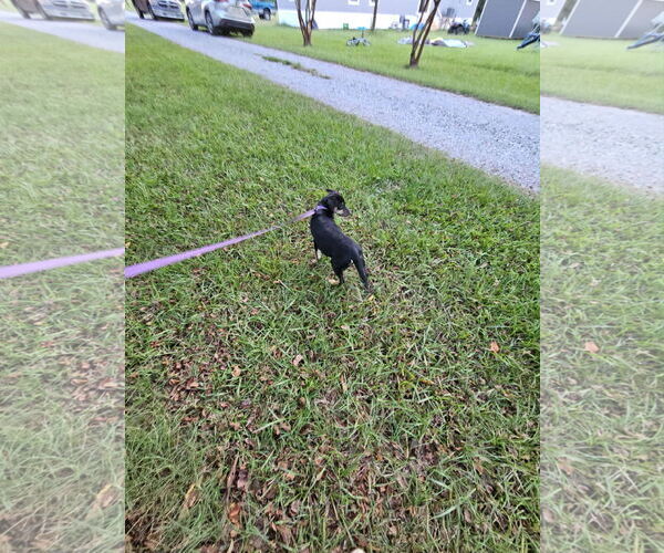 Medium Photo #6 Feist Terrier-Unknown Mix Puppy For Sale in Wakefield, RI, USA