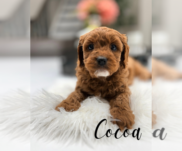 Medium Photo #1 Cavapoo (Miniature) Puppy For Sale in ADDISON, IL, USA