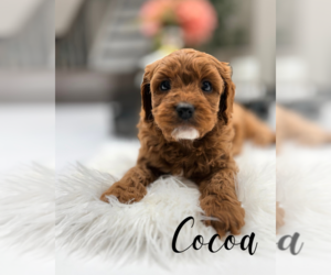 Cavapoo (Miniature) Puppy for sale in ADDISON, IL, USA