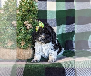 Cock-A-Poo Puppy for sale in NOTTINGHAM, PA, USA