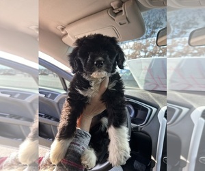 Double Doodle Puppy for sale in RUSSELL SPRINGS, KY, USA