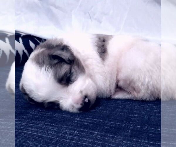 Medium Photo #3 Australian Shepherd Puppy For Sale in LINDEN, TN, USA
