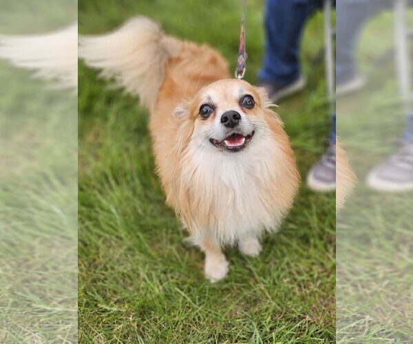 Medium Photo #2 Chiranian Puppy For Sale in Lebanon, PA, USA