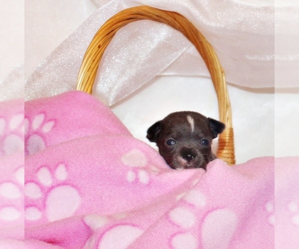 Medium Photo #100 Chihuahua Puppy For Sale in CHARLESTON, AR, USA