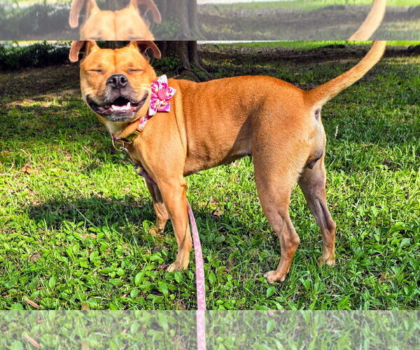 Medium Photo #1 Buggs Puppy For Sale in Garner, NC, USA