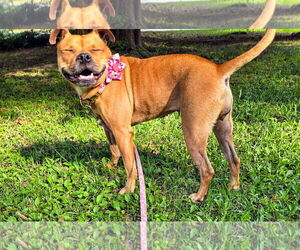 Buggs Dogs for adoption in Garner, NC, USA