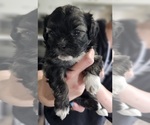 Puppy Sara Zuchon