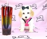 Small Photo #13 Poodle (Miniature) Puppy For Sale in LAS VEGAS, NV, USA
