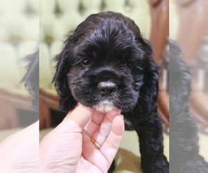 Cocker Spaniel Litter for sale in MADERA, CA, USA