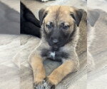 Small #1 Labrador Retriever Mix