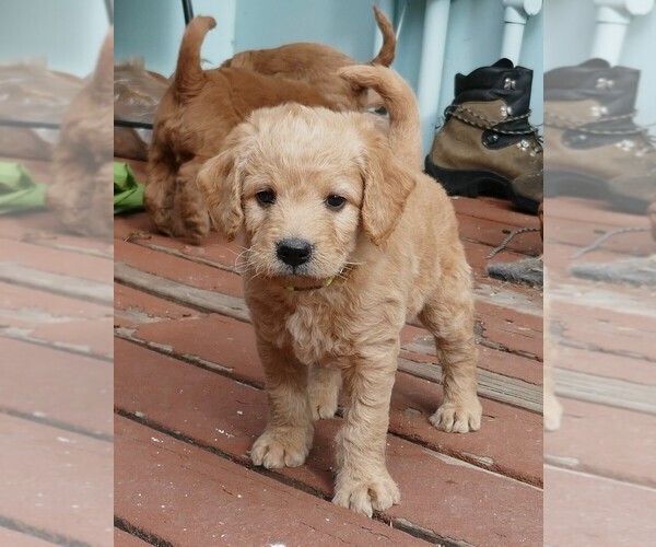 Medium Photo #1 Labradoodle Puppy For Sale in DENVER, CO, USA