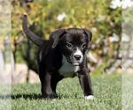 Small #3 Boxer Mix