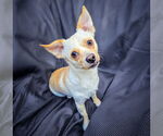 Small #1 Rat-Cha