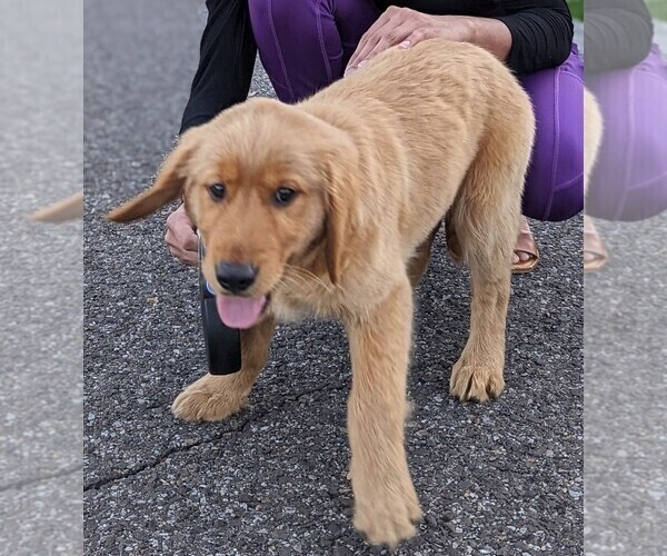 Medium Photo #7 Golden Retriever Puppy For Sale in KNOXVILLE, TN, USA