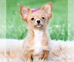 Small #12 Chihuahua