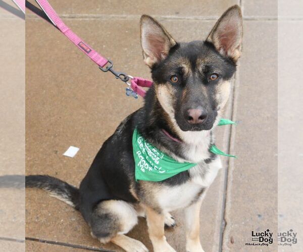 Medium Photo #3 German Shepherd Dog-Unknown Mix Puppy For Sale in Washington, DC, USA