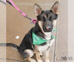 Small #2 German Shepherd Dog Mix