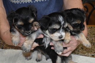 Morkie Puppy for sale in DENHAM SPRINGS, LA, USA