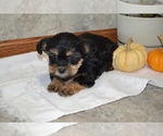 Puppy Skylon Yorkshire Terrier-Zuchon Mix