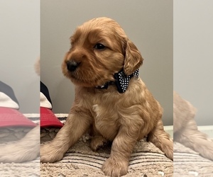 Goldendoodle Puppy for Sale in ELLIJAY, Georgia USA