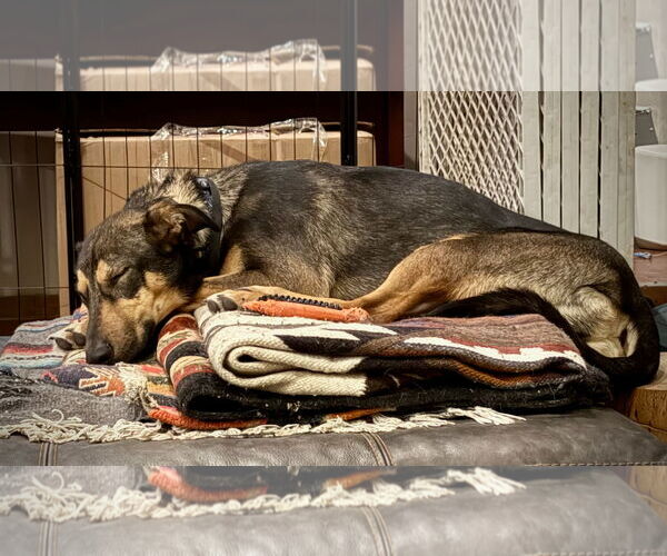 Medium Photo #3 Doberman Pinscher-Unknown Mix Puppy For Sale in Sandy, UT, USA