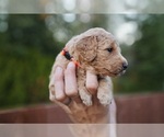 Puppy Poppy Goldendoodle (Miniature)