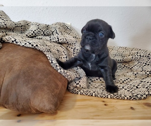 Medium Photo #5 French Bulldog Puppy For Sale in MINNEAPOLIS, MN, USA
