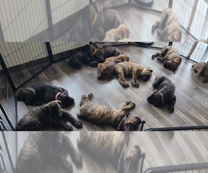 Cane Corso Litter for sale in PORTLAND, OR, USA