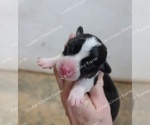 Small Photo #2 Pembroke Welsh Corgi Puppy For Sale in WINGATE, NC, USA