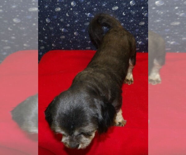 Medium Photo #16 Cavapoochon (Miniature) Puppy For Sale in PATERSON, NJ, USA