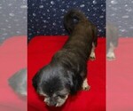 Small Photo #16 Cavapoochon (Miniature) Puppy For Sale in PATERSON, NJ, USA