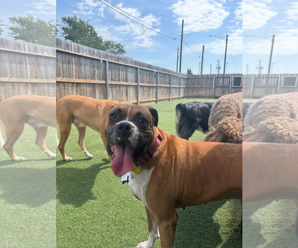 Medium Photo #13 Boxer Puppy For Sale in  Katy, TX, USA