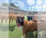 Small #12 Boxer